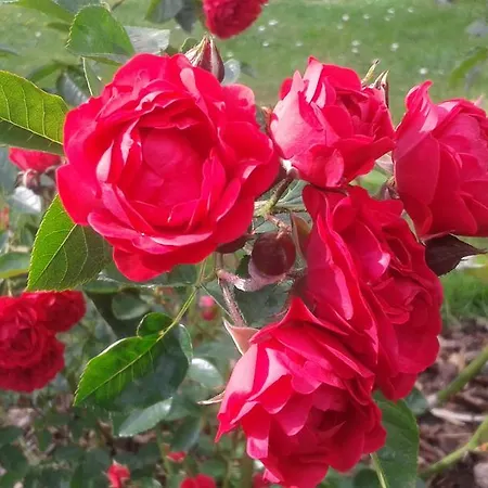 Haus Am Roseneck Gæstehus *